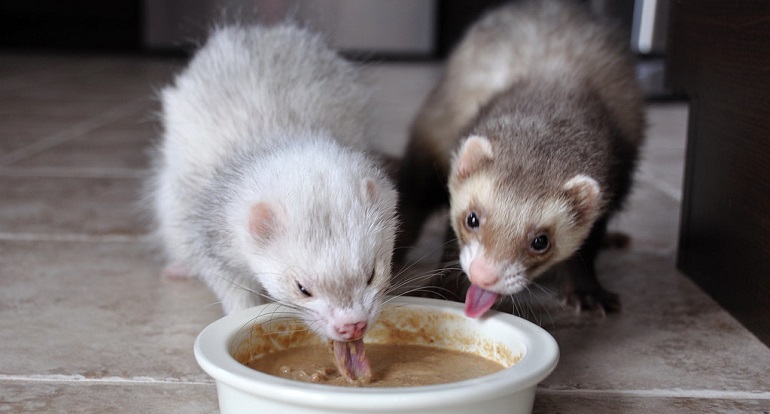 do ferrets make good pets