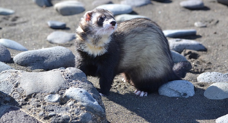 ferret life expectancy