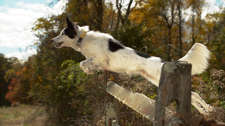 Shock collar deals for jumping dogs