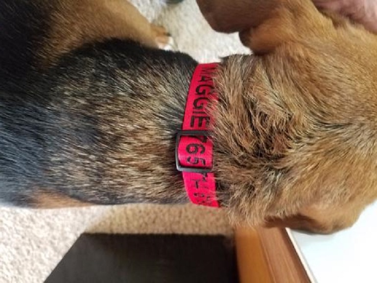 comfortable dog collars