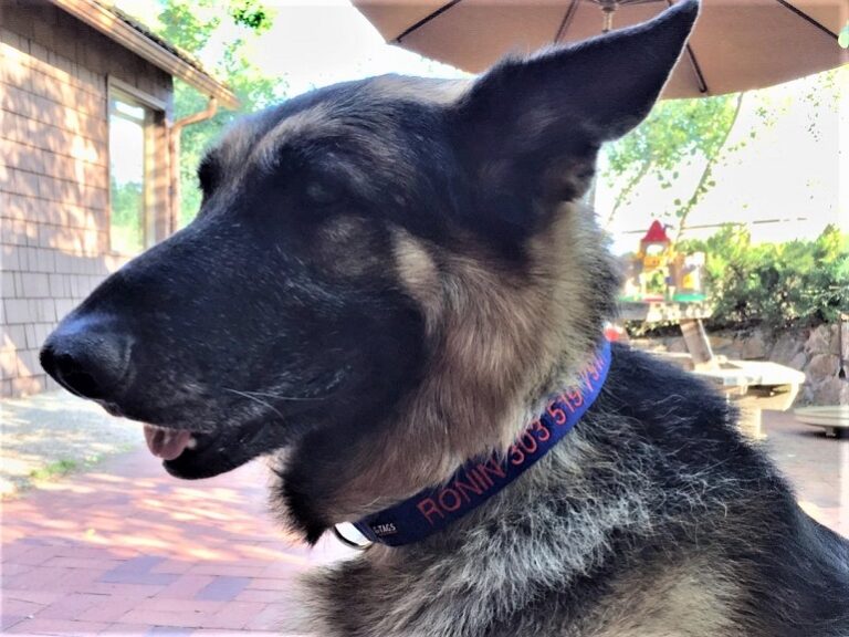 8 Best Dog Collars For German Shepherds WAF