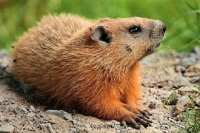 A large Groundhog or Woodchuck sitting in a humane / Have-A-Heart