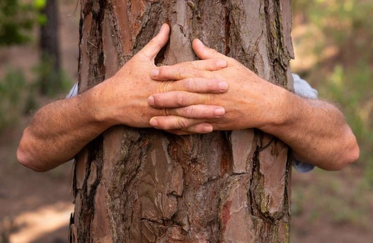 temperate forest trees
