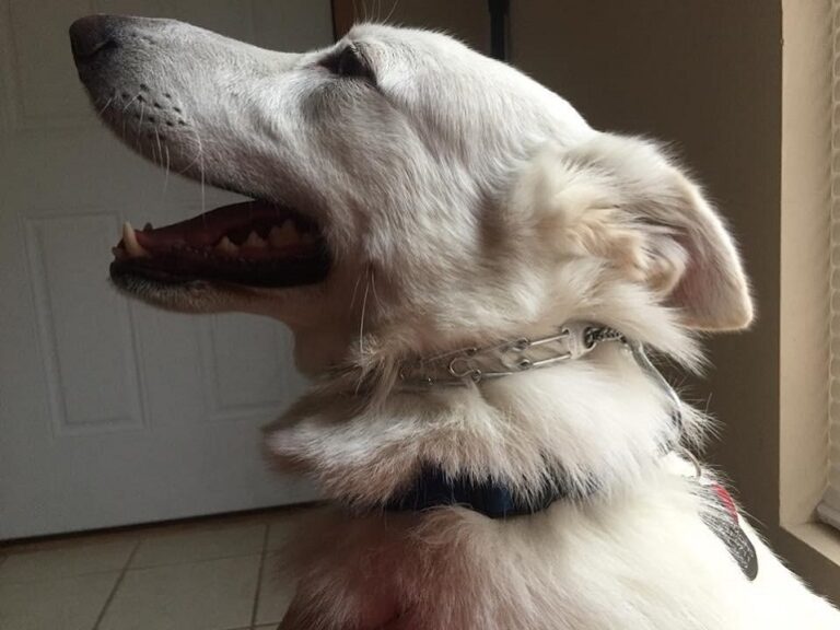 8 Best Prong Dog Collar Top Picks And Buying Guide