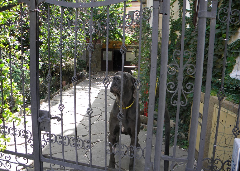 Iron dog outlet fence