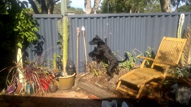 how to stop a dog from going under the fence