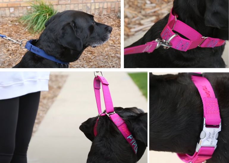 Martingale leash for outlet dogs