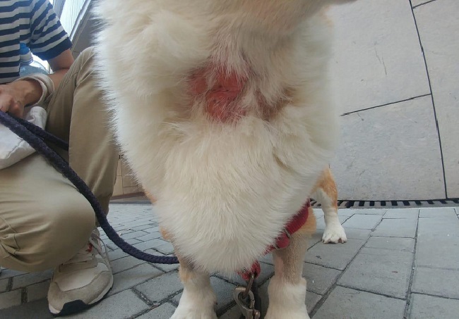 how to treat chemical burn on dog