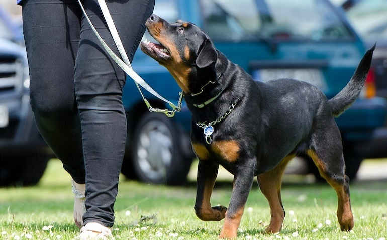 training dog to heel with prong collar