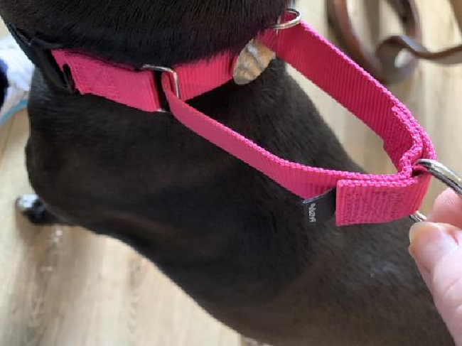 martingale dog collar review