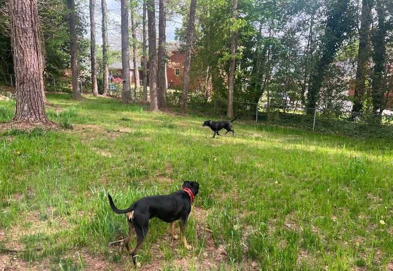 Underground dog hotsell fence installation