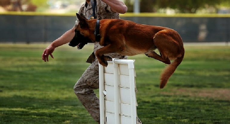 Using an e collar for clearance jumping