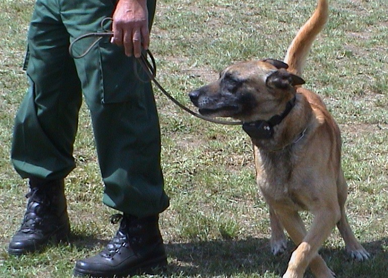 how to properly train a dog with a shock collar