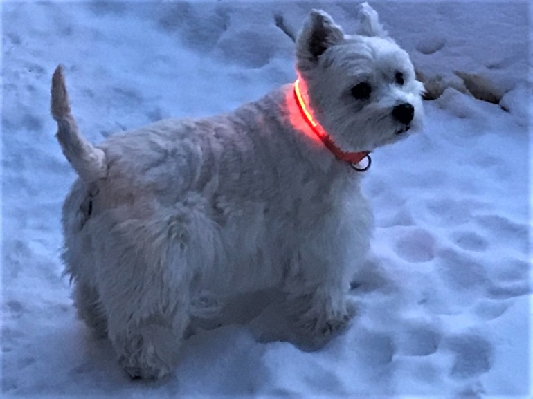 best led dog collars