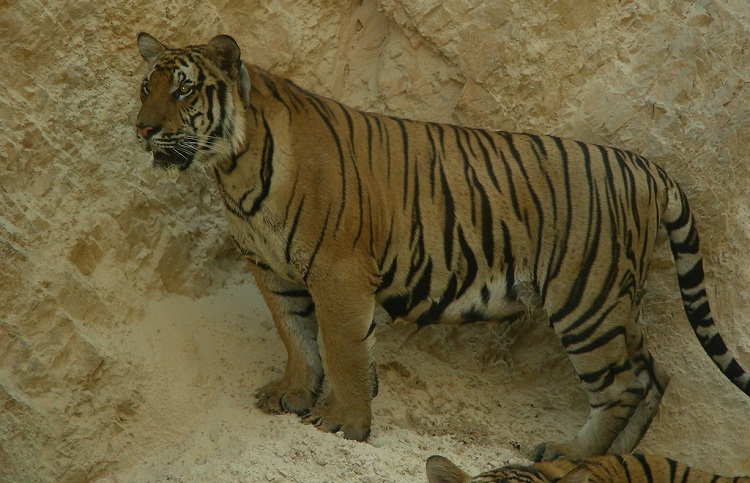 tiger cubs facts