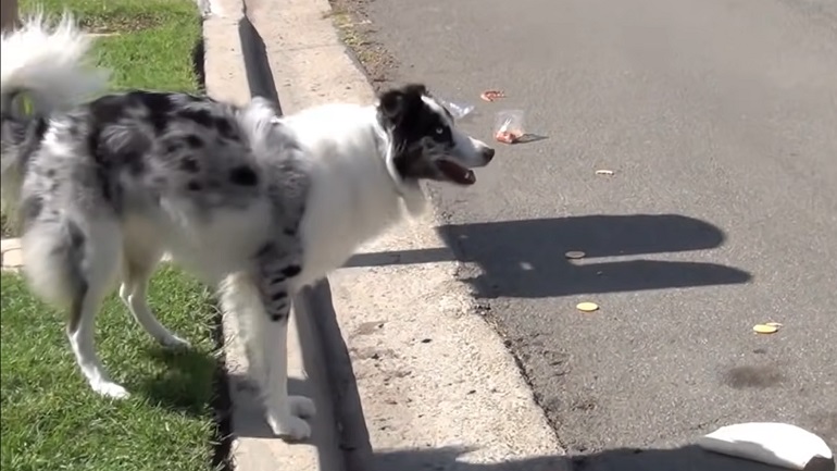 Keep dog in 2024 yard without fence