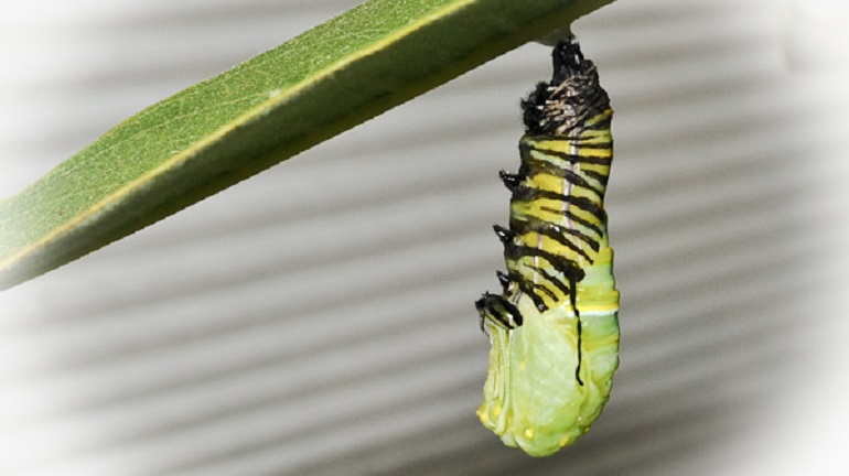 what is the scientific name for butterfly
