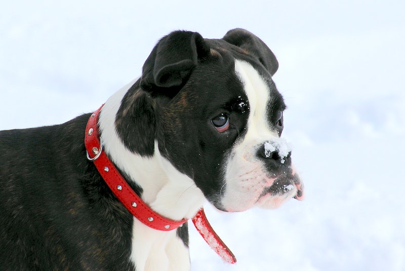 Make Your Own: Leather Dog Collar - Beginner Tutorial 