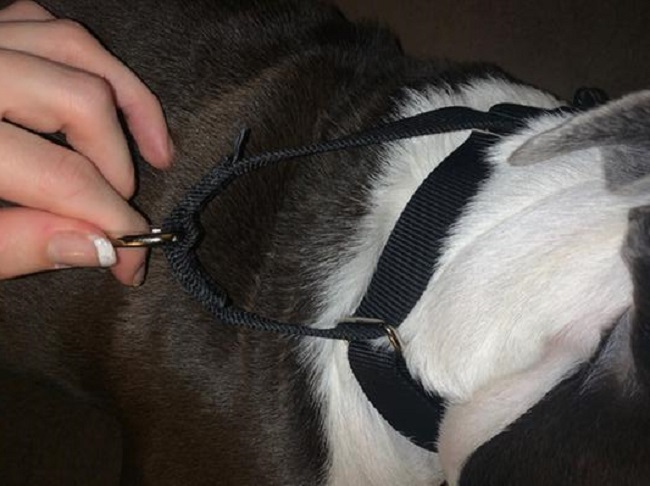 what is a martingale collar