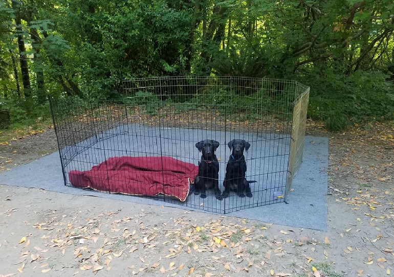 best pet fence