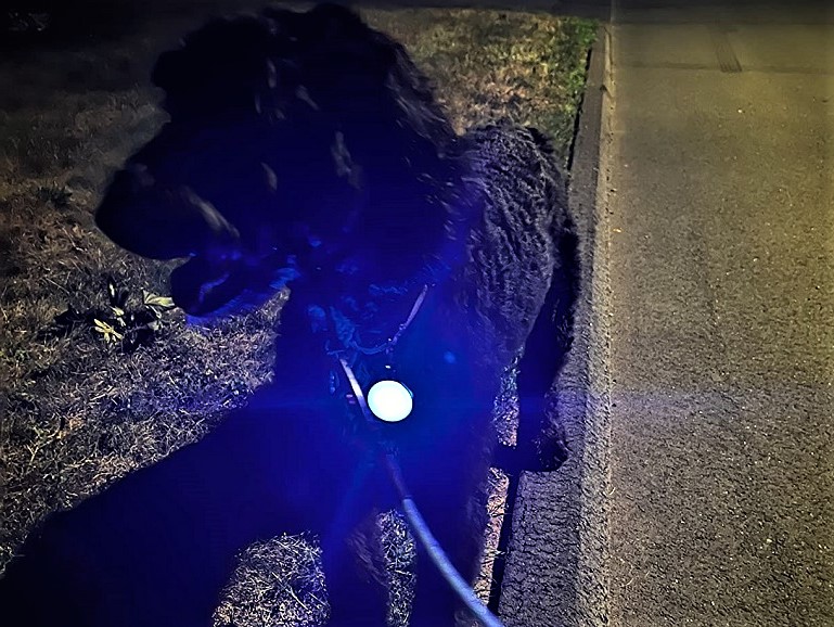 best led dog collars