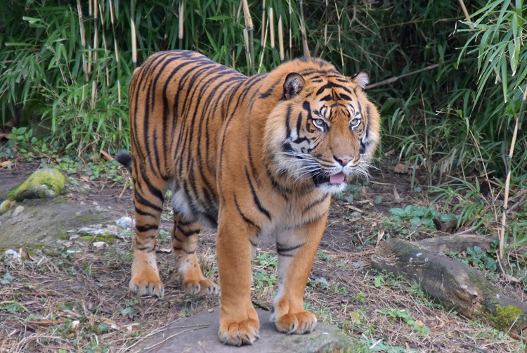 White Tiger Animal Facts  Panthera tigris tigris - A-Z Animals