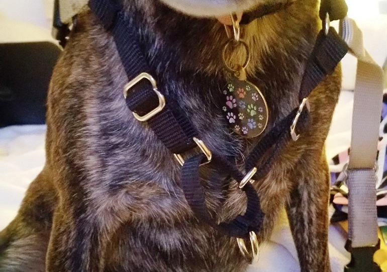 dog collar to prevent pulling