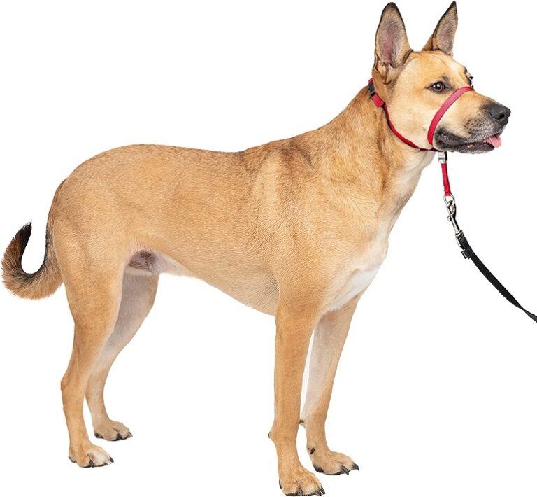 8 Best Dog Collars For Pulling Top Picks & Buying Guide