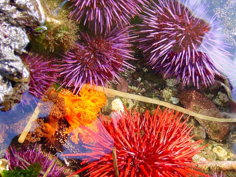 what phylum do sea urchins belong to