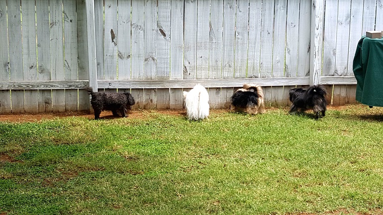 how do you stop a dog from digging under the fence