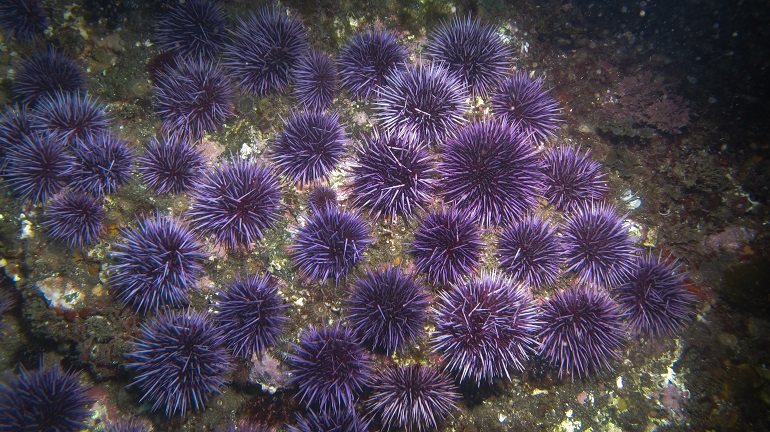 what phylum do sea urchins belong to