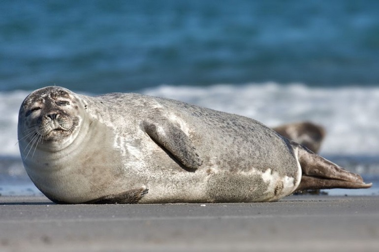 do seals smell like fish or dogs