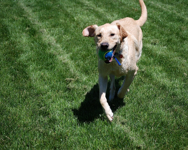 how old should a dog be before using a shock collar