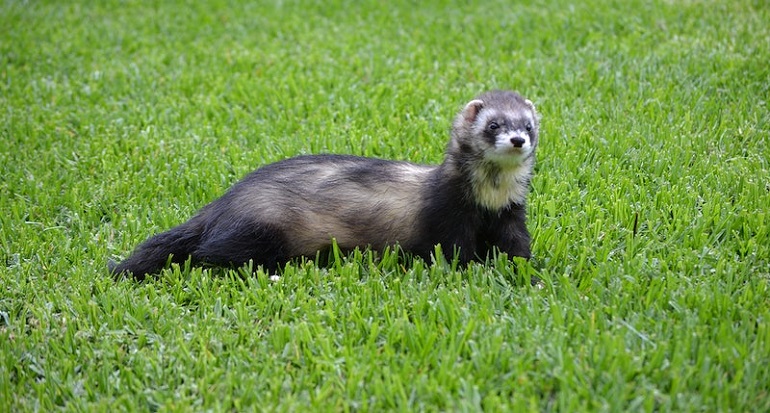 ferrets as pets