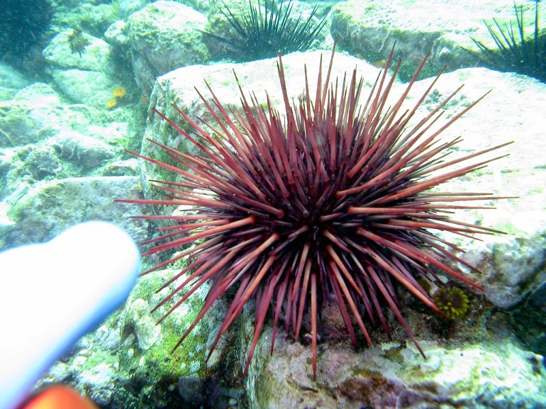 what phylum do sea urchins belong to