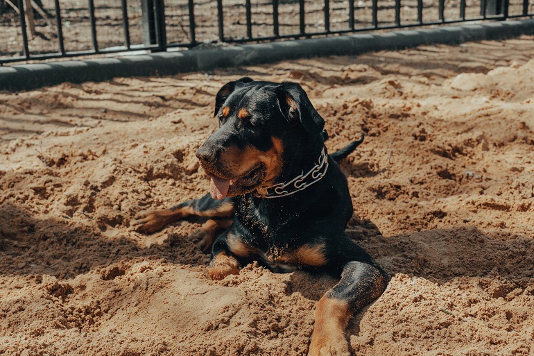 Stop dog digging outlet under fence chicken wire