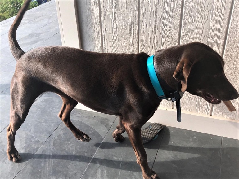 Dog wearing fence collar