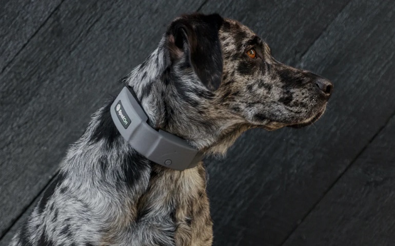 Spoton dog outlet collar