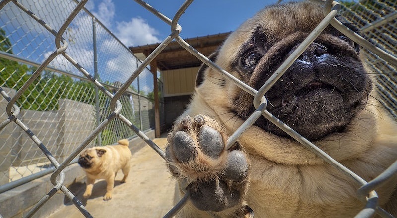 how do i get my dog to stop barking at the fence