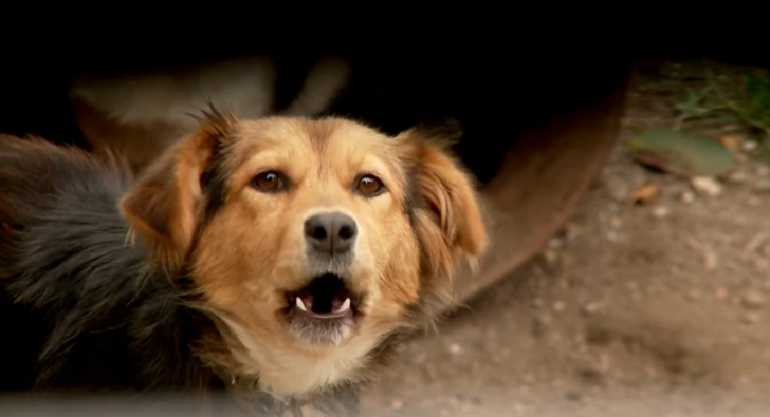 dog barks at neighbors dog through fence