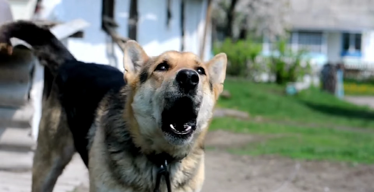 How to stop dog barking at other store dogs through fence