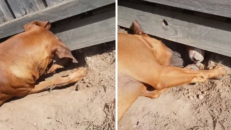 how do you stop a dog from digging under the fence