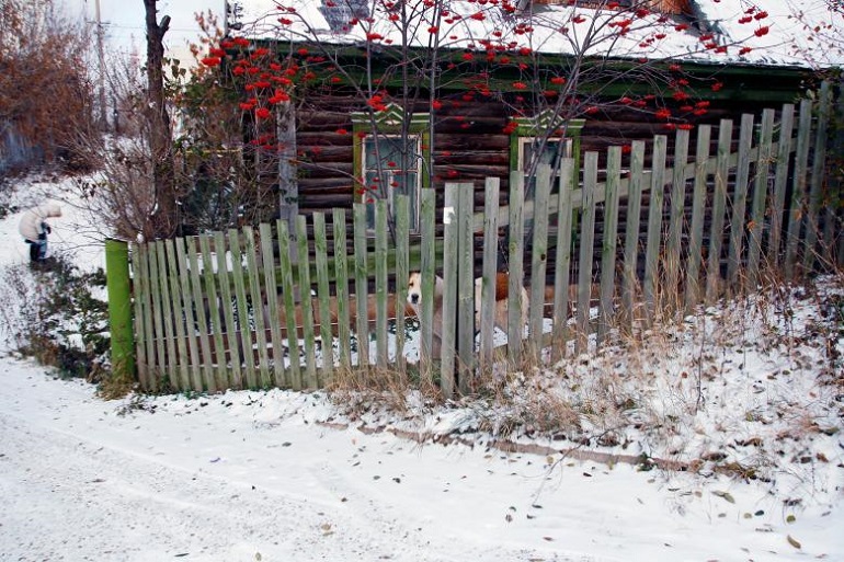 inexpensive privacy fence ideas