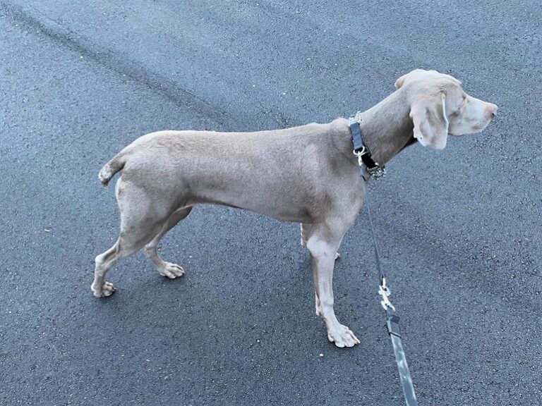 10 Best Dog Collars Top Picks And Buying Guide