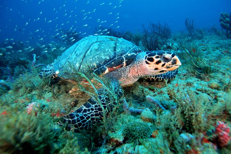 The Importance of Aquatic Habitat