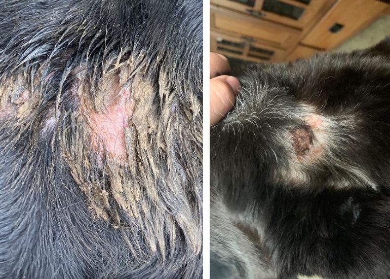 What can I put on my dogs chemical burn?