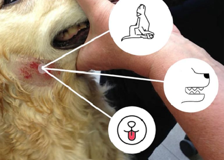 how-to-treat-a-dog-who-got-chemical-burn