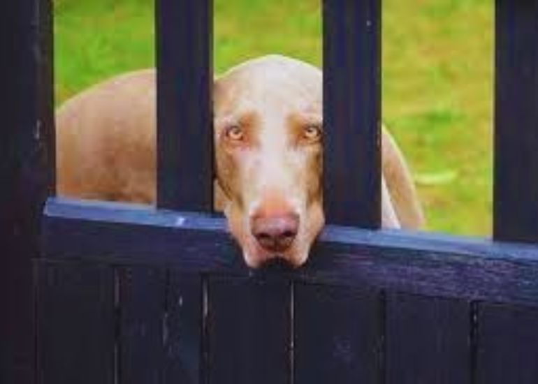 stop dogs from jumping fence