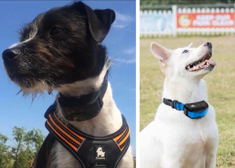 Best way to train a shop dog with a shock collar