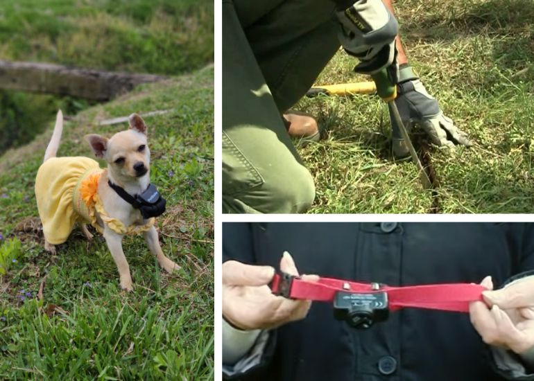 How Does A Dog Electric Fence Work? All You Need To Know